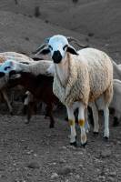 Brandon HUNT - BRANDON HUNT